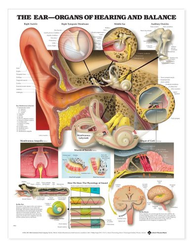 The Ear: Organs of Hearing and Balance Anatomical Chart