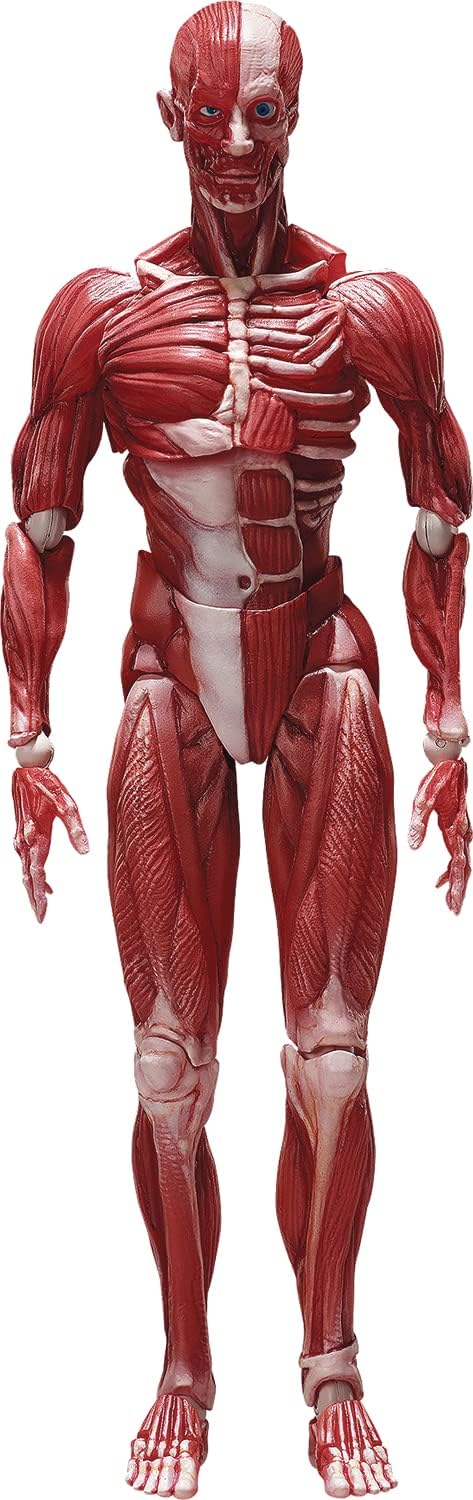 Good Smile Company Human Anatomical Model Figma Action Figure - Fully Articulated Educational Figure